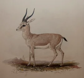 Antílope, 1834
